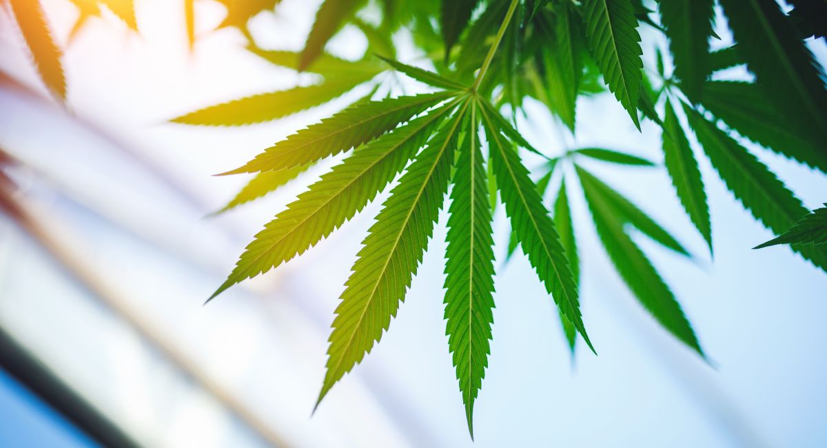 Is Hemp Derived Delta 9 Safe?