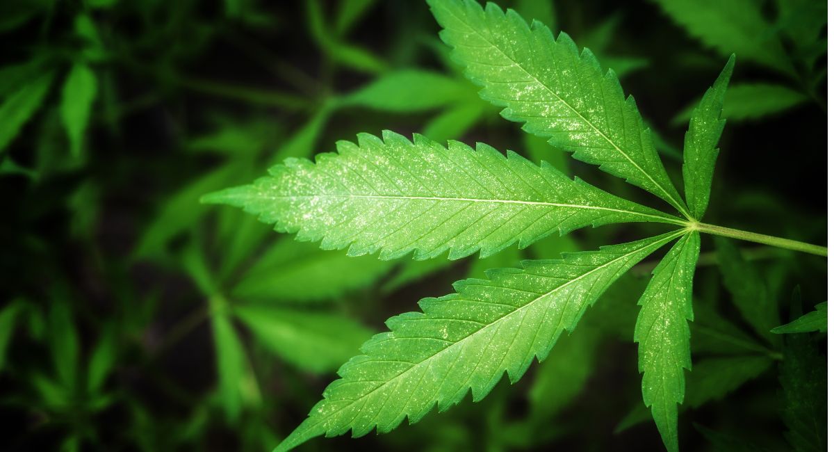 Is Delta 9 Real Weed?